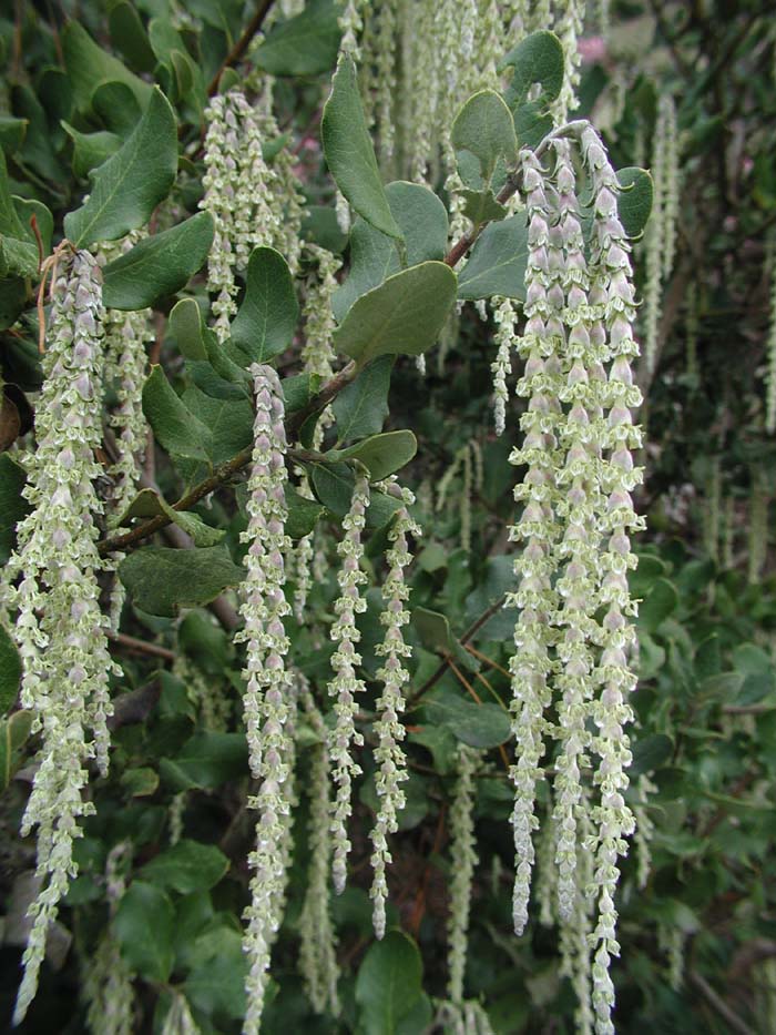 Сережки гаррії-Garrya elliptica